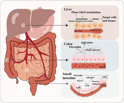 The neuromodulatory effects of flavonoids and gut Microbiota through the gut-brain axis